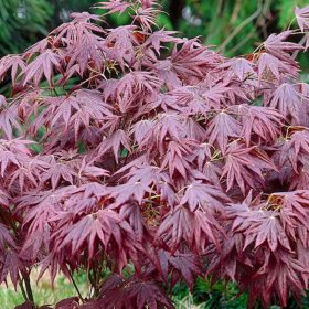 Japán juhar  - Acer palmatum 'Atropurpureum' (14L)