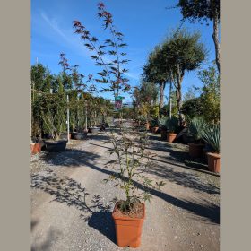 Japán juhar  - Acer palmatum 'Sumi-Nagashi'