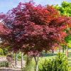 Japán juhar  - Acer palmatum 'Sumi-Nagashi'