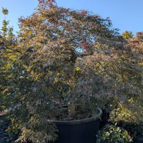 Japán juhar – Acer palmatum ‘Dissectum Garnet Extra’
