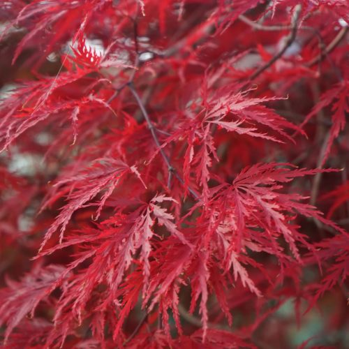 Japán juhar – Acer palmatum ‘Dissectum Garnet Extra’