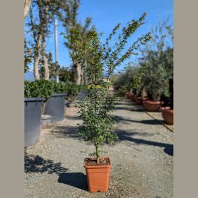 Japán juhar – Acer palmatum ‘Wilson’s Pink Dwarf’