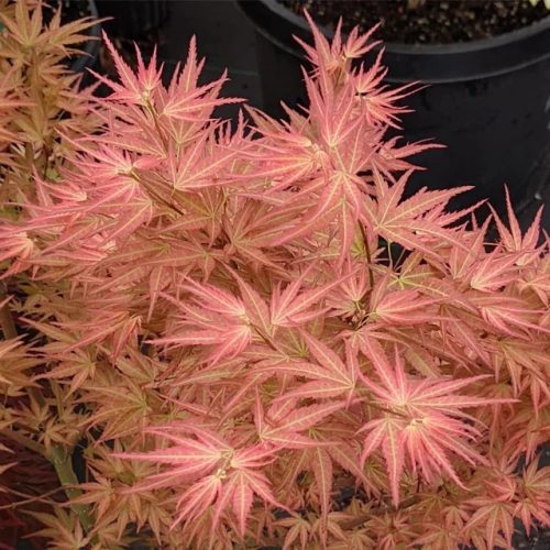 Japán juhar – Acer palmatum ‘Wilson’s Pink Dwarf’