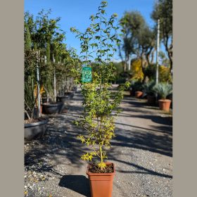 Japán juhar – Acer palmatum ‘Crispifolium’