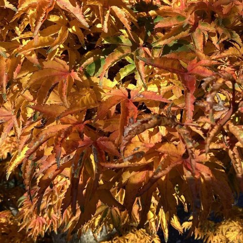 Japán juhar – Acer palmatum ‘Crispifolium’