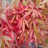 Japán juhar – Acer palmatum ‘Jerre Schwartz’