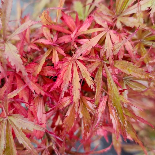 Japán juhar – Acer palmatum ‘Jerre Schwartz’