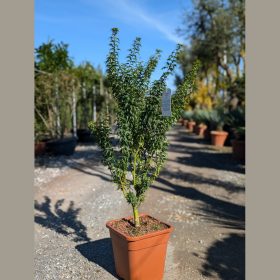 Japán juhar – Acer palmatum ‘Kotohime’
