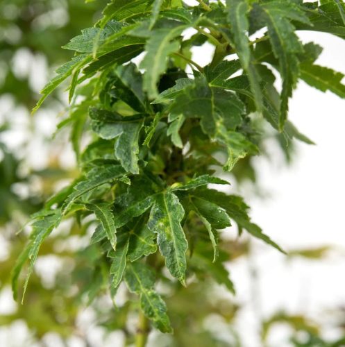 Japán juhar – Acer palmatum ‘Kotohime’