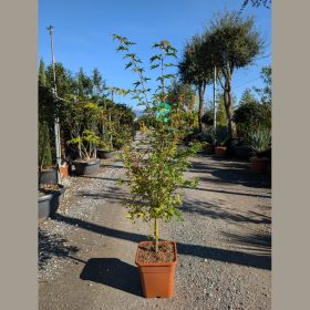 Japán juhar -  Acer palmatum 'Sango-kaku' (14L)