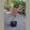 Japán juhar   - Acer palmatum 'Shirazz'