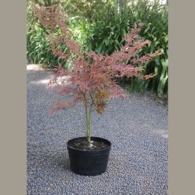 Japán juhar   - Acer palmatum 'Shirazz'
