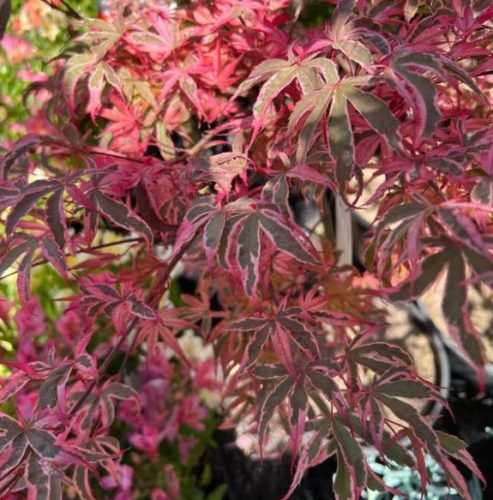Japán juhar   - Acer palmatum 'Shirazz'