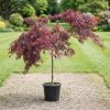 Japán juhar   - Acer palmatum 'Inaba-shidare'