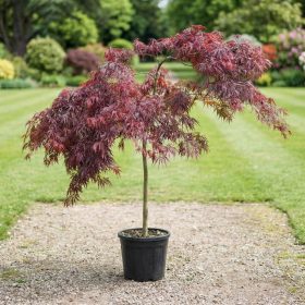 Japán juhar   - Acer palmatum 'Inaba-shidare'