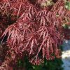 Japán juhar   - Acer palmatum 'Inaba-shidare'