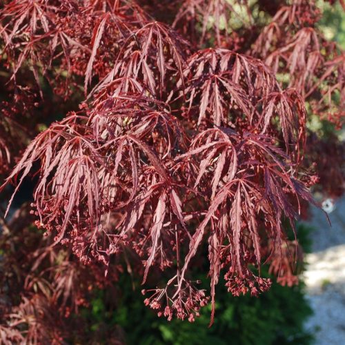 Japán juhar   - Acer palmatum 'Inaba-shidare'