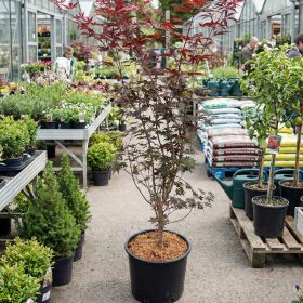 Japán juhar   - Acer palmatum 'Fireglow'