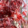 Japán juhar   - Acer palmatum 'Fireglow'