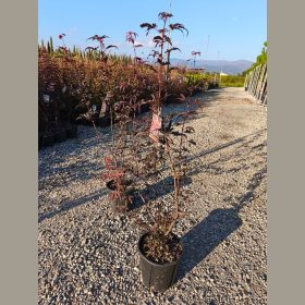 Japán juhar   - Acer palmatum 'Skeeters Broom'