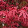 Japán juhar   - Acer palmatum 'Skeeters Broom'