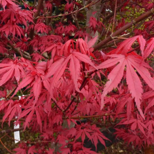 Japán juhar   - Acer palmatum 'Skeeters Broom'