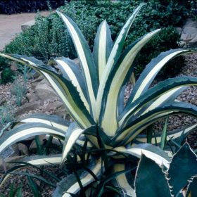 Tarka levelű agávé – Agave americana ‘Mediopicta’