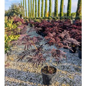 Selyemakác – Albizia julibrissin ‘Summer Chocolate’