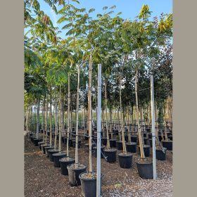 Selyemakác – Albizia julibrissin