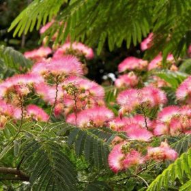 Selyemakác – Albizia julibrissin