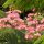 Selyemakác – Albizia julibrissin