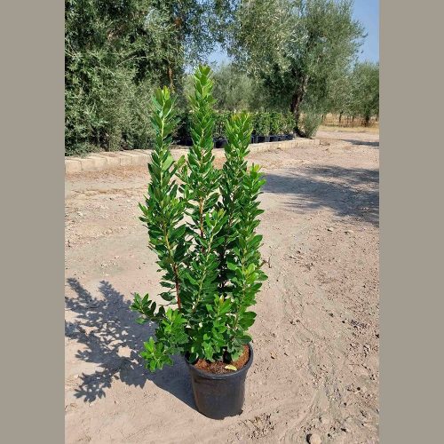 Nyugati szamócafa - Arbutus unedo (3L)