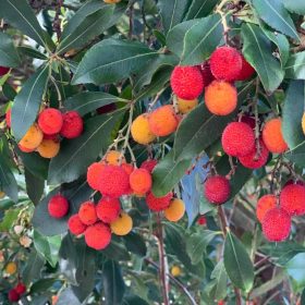 Nyugati szamócafa - Arbutus unedo (18 L)