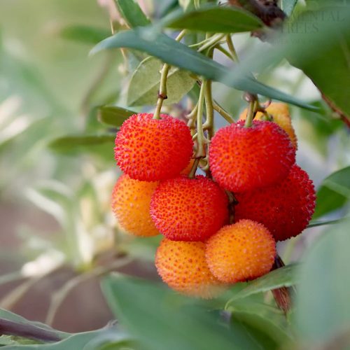 Nyugati szamócafa - Arbutus unedo (70 L)