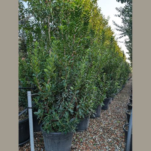 Nyugati szamócafa - Arbutus unedo (70 L)