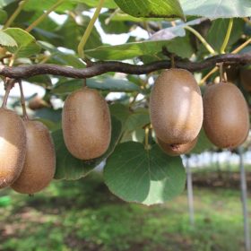 Termős Kínai kiwi  – Actinidia chinensis