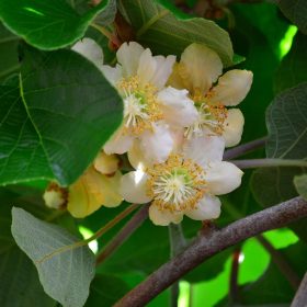 Porzós Kínai kiwi  – Actinidia chinensis