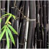 Fekete szárú bambusz – Phyllostachys nigra