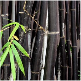 Fekete szárú bambusz – Phyllostachys nigra