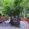 Fekete szárú bambusz – Phyllostachys nigra