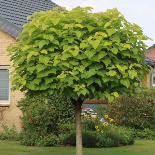 Gömb szivarfa – Catalpa bignonioides ‘Nana’