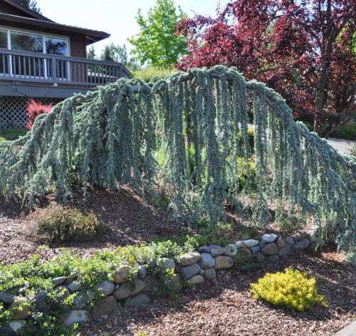 Csüngő kék atlasz cédrus - Cedrus atlantica GLAUCA PENDULA