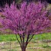 Csüngő júdásfa – többtörzses -  Cercis canadensis ‘Cascading Hearts’