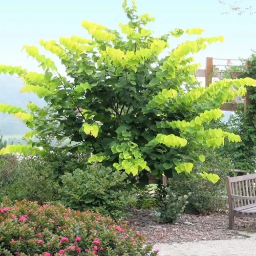 Csüngő júdásfa – többtörzses -  Cercis canadensis ‘Cascading Hearts’
