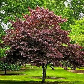   Vörös levelű júdásfa – Cercis canadensis ‘Forest Pansy’