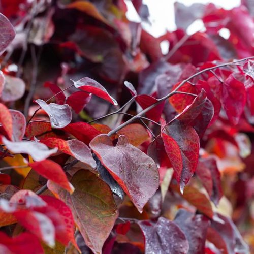 Vörös levelű júdásfa – Cercis canadensis ‘Forest Pansy’