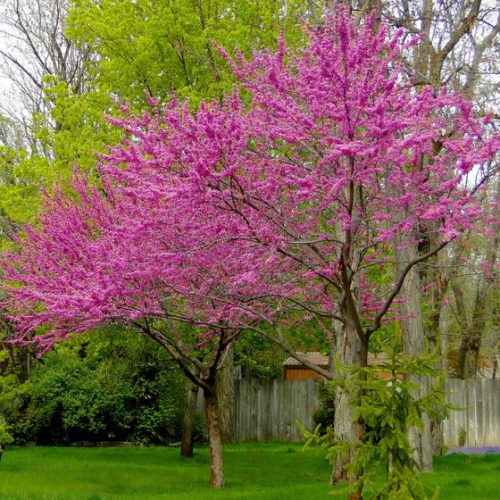 Sárga lombú júdásfa – Cercis canadensis ‘The Rising Sun’