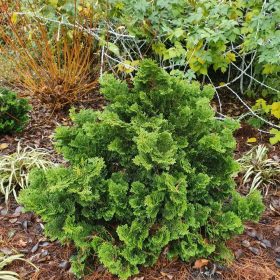   Törpe hinoki hamisciprus - Chamaecyparis obtusa 'Nana Gracilis'