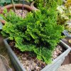 Törpe hinoki hamisciprus - Chamaecyparis obtusa 'Nana Gracilis'