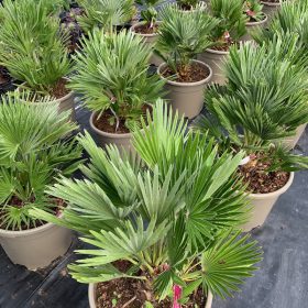 Törpe pálma – Chamaerops humilis ‘Vulcano’